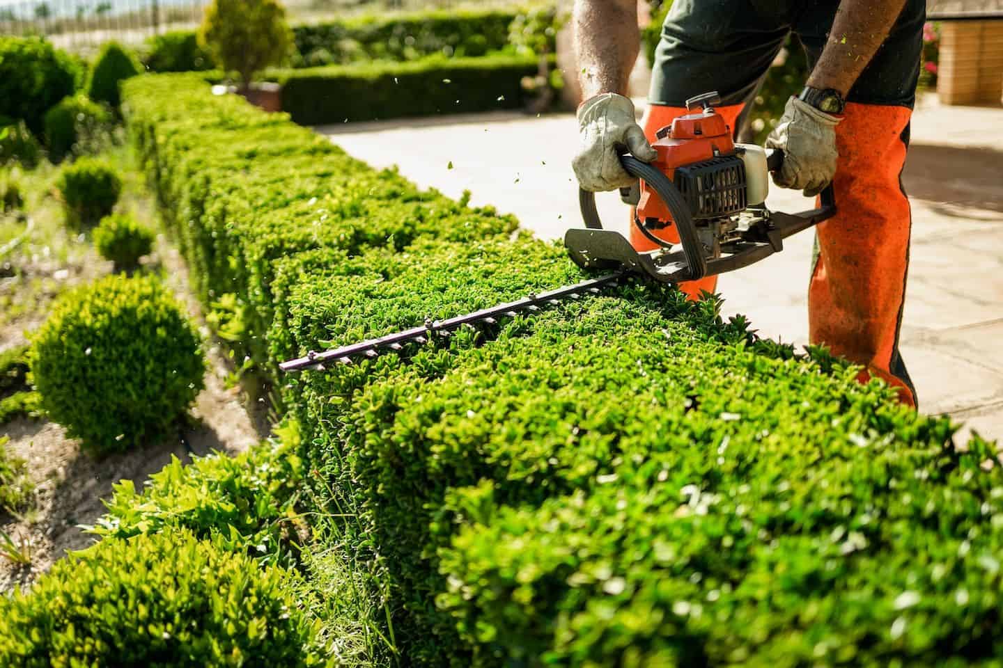 Hedge & Shrub Trimming image