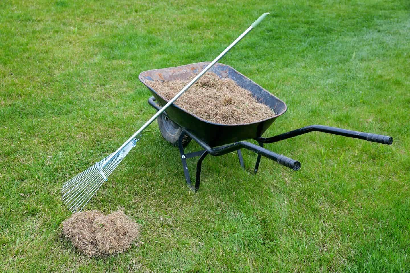 Lawn De-Thatching image