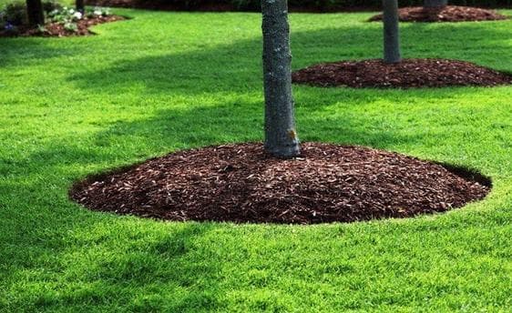 Mulched tree beds in a green lawn, enhancing landscaping and promoting tree health.