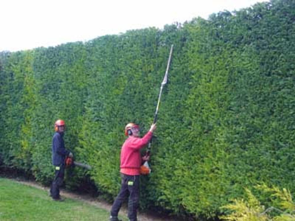 Two landscapers trimming a tall hedge with power tools in a well-maintained garden.