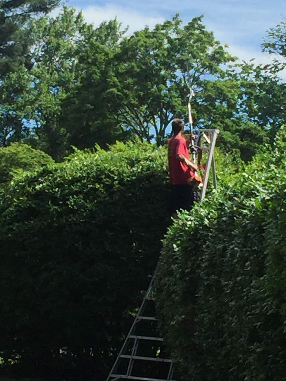 Person using a ladder to trim hedges in a lush green garden on a sunny day.