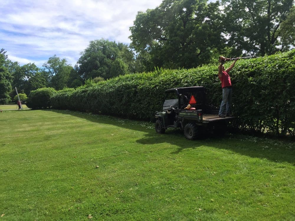 Man trimming tall hedges with clippers from an ATV on a lush green lawn.