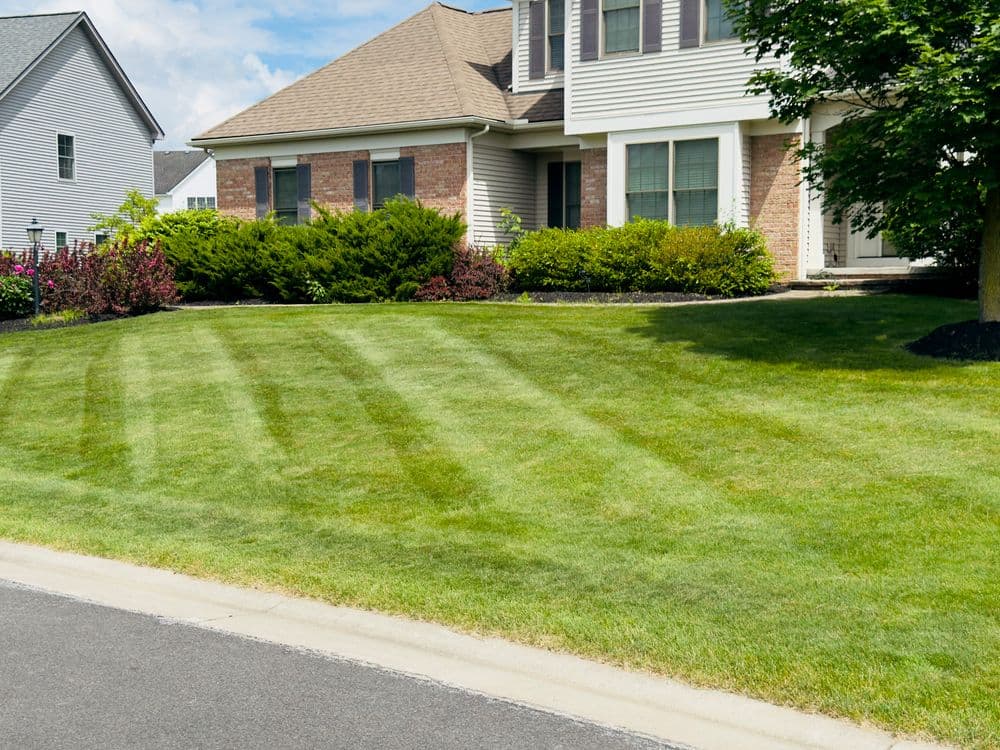 Well-maintained green lawn in front of a suburban home with trimmed bushes and clear sky.