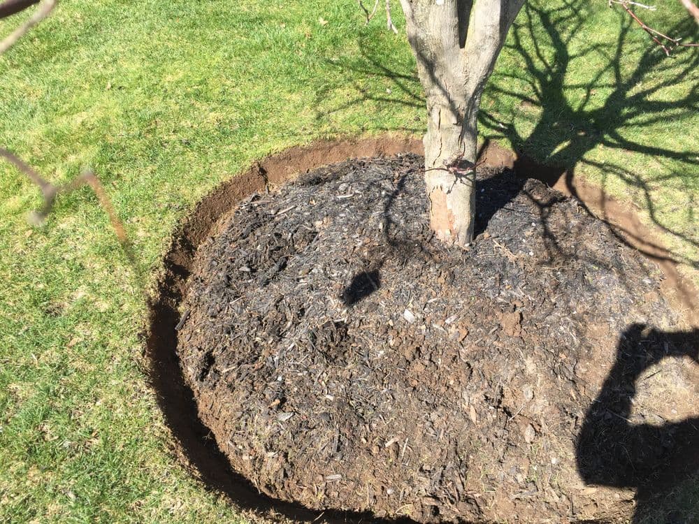 Mulched tree base with dark mulch, surrounded by grassy lawn, showcasing healthy landscaping.