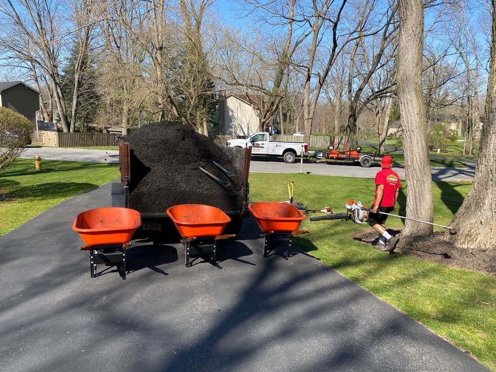 Landscaper using wheelbarrows to spread mulch in a residential yard on a sunny day.